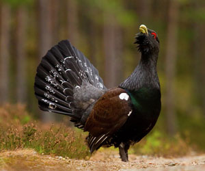 Сойр (Эгэл сойр)